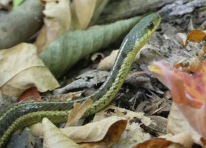 Couleuvre Rayée (Thamnophis sirtalis)